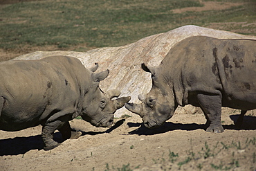 East African black rhinoceros (rhinos) sparring, San Diego Wild Animal Park, California, United States of America, North America