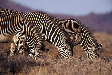 Zebras grazing, Kenya, East Africa, Africa