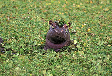 Hippopatamus in water, Kenya, East Africa, Africa