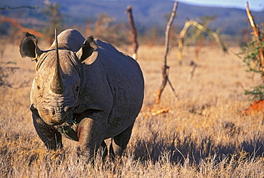 Black Rhino, East Africa, Africa