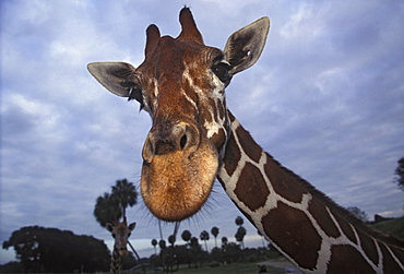 Giraffe, Africa