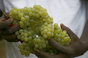 Grape harvesting, Bellavista winery, Erbusco, Franciacorta, Lombardy, Italy.