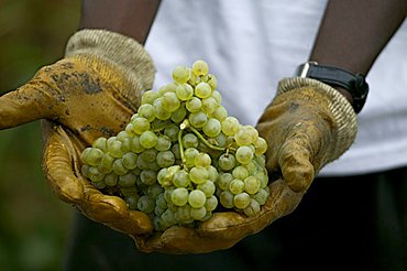 Grape harvesting, Bellavista winery, Erbusco, Franciacorta, Lombardy, Italy.