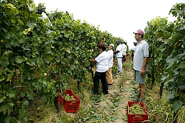 Grape harvesting, Bellavista winery, Erbusco, Franciacorta, Lombardy, Italy.