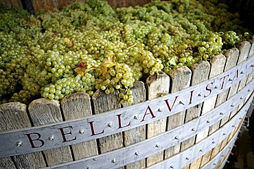 Grape press, Bellavista winery, Erbusco, Franciacorta, Lombardy, Italy.