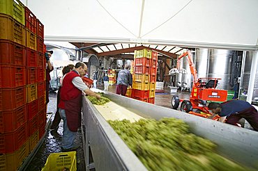 Bellavista winery, Erbusco, Franciacorta, Lombardy, Italy.