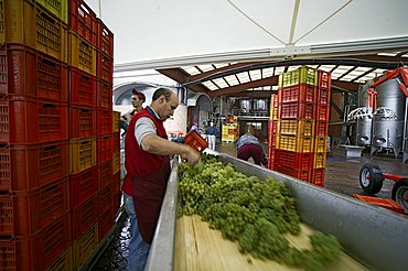 Bellavista winery, Erbusco, Franciacorta, Lombardy, Italy.