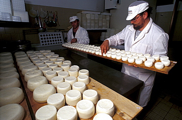 "Lischeto" Farm, Pecorino cheese production, Volterra, Val di Cecina, Toscana, Italy