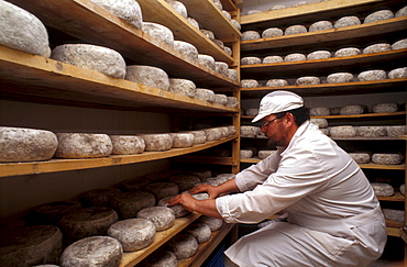 "Lischeto" Farm, cheking Pecorino cheese maturing, Volterra, Val di Cecina, Toscana, Italy