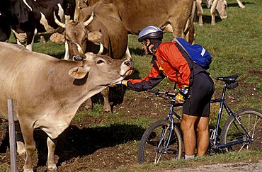 Cows, Oseli, Trentino Alto-Adige, Italy