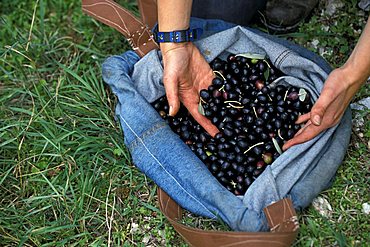 Olive-picking, Bovara di Trevi, Umbria, Italy