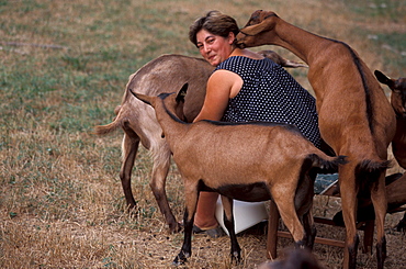 Milking the goats, Roccaverano, Piedmont, Italy