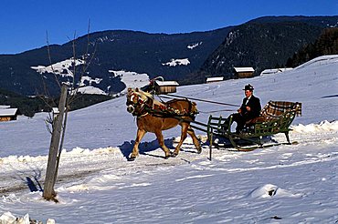 A sleigh towing by a horse, Castelrotto, Bolzano, Trentino Alto Adige, Italy.