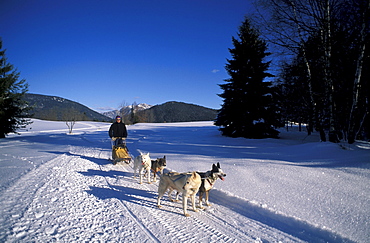 Mushing, Tarvisio, Friuli-Venezia-Giulia, Italy