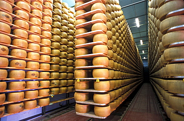 Maturing of Parmiggiano Reggiano cheese, Hombre dairy, Cittanove, Emilia Romagna, Italy