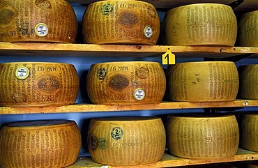 Maturing of Parmiggiano Reggiano cheese, Hombre dairy, Cittanove, Emilia Romagna, Italy