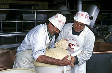 Preparation of Parmiggiano Reggiano cheese, Hombre dairy, Cittanove, Emilia Romagna, Italy