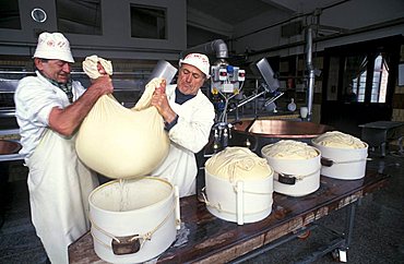 Preparation of Parmiggiano Reggiano cheese, Hombre dairy, Cittanove, Emilia Romagna, Italy