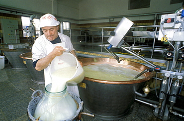 Preparation of Parmiggiano Reggiano cheese, Hombre dairy, Cittanove, Emilia Romagna, Italy