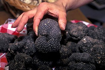 Truffle, Carovilli, Molise, Italy