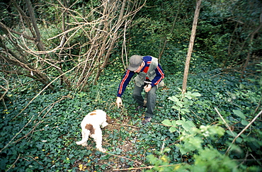 Truffle-hunting, Dovadola, Emilia Romagna, Italy