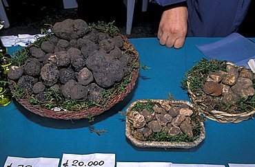 White truffles, Dovadola, Emilia Romagna, Italy