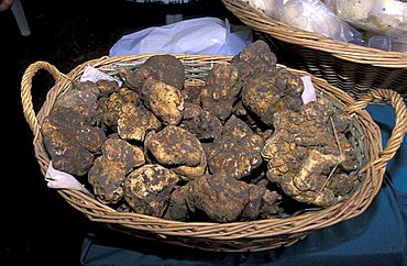 White truffles, Dovadola, Emilia Romagna, Italy