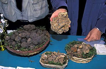 White truffles, Dovadola, Emilia Romagna, Italy