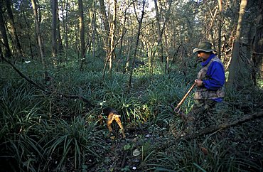 Truffle-hunting, Panfilia wood, Sant'Agostino, Emilia Romagna, Italy