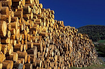 Trunk of Picea Excelsa, Alpi, Italy