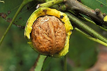 Juglans Regia, Nut, Italy