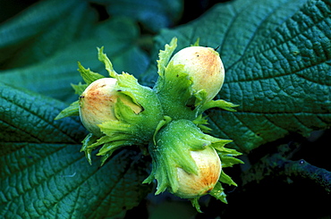 Corylus Avellana, Hazelnut flowers, North Italy, Italy