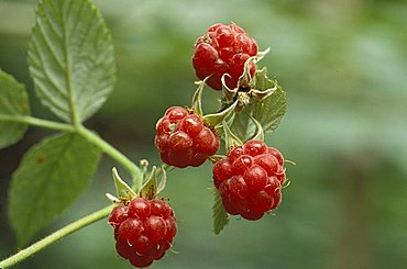 Rubus Idaeus, Raspberries, Italy