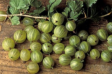 Ribes Grossularia, Gooseberries, Italy