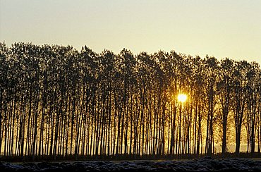 Populus Nigra, Poplar, North Italy, Italy