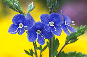 Veronica Chamaedrys, Italy