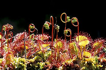 Drosera Rotundifolia, North Italy, Italy