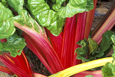 Beta Vulgaris, North Italy, Italy