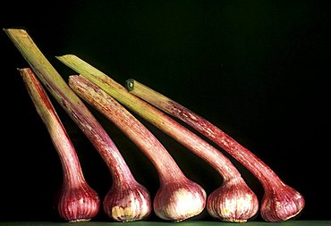 Allium Sativum, Garlic, Italy