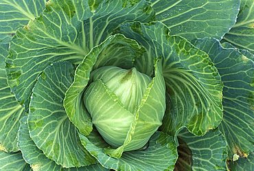 Cabbage, North Italy, Italy