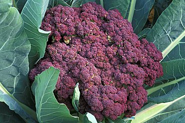 Cauliflower, Italy