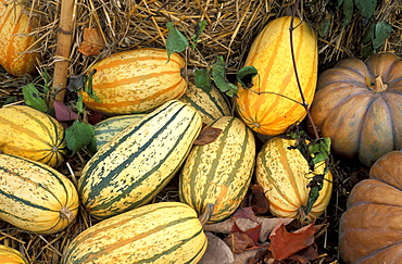 Cucurbita, Pumpkin, Italy