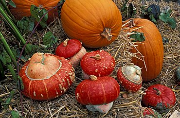 Cucurbita, Pumpkin, Italy