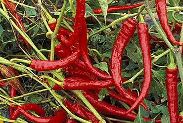 Hot pepper, Italy