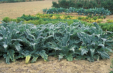 Cynara Cardunculus, Cardoon, North Italy, Italy