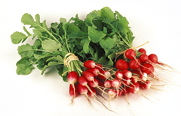 Raphanus Sativus, Radish, Italy 