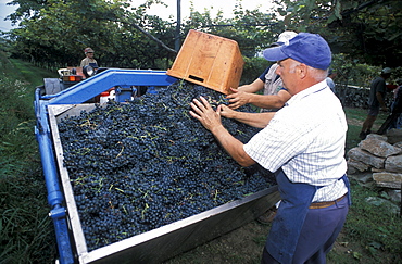 Preparation of Marzemino wine, Marano d'Isera, Trentino, Italy