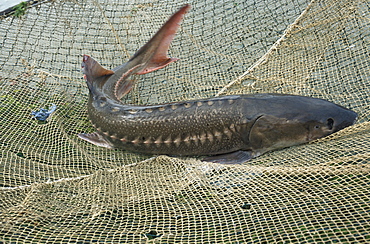 Sturgeons breeding, Calvisano, Lombardy, Italy