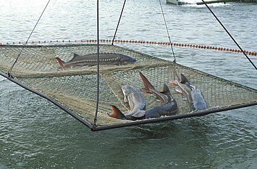 Sturgeons breeding, Calvisano, Lombardy, Italy