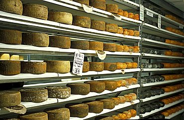 Pecorino, Guffanti cheese, Arona, Piedmont, Italy.